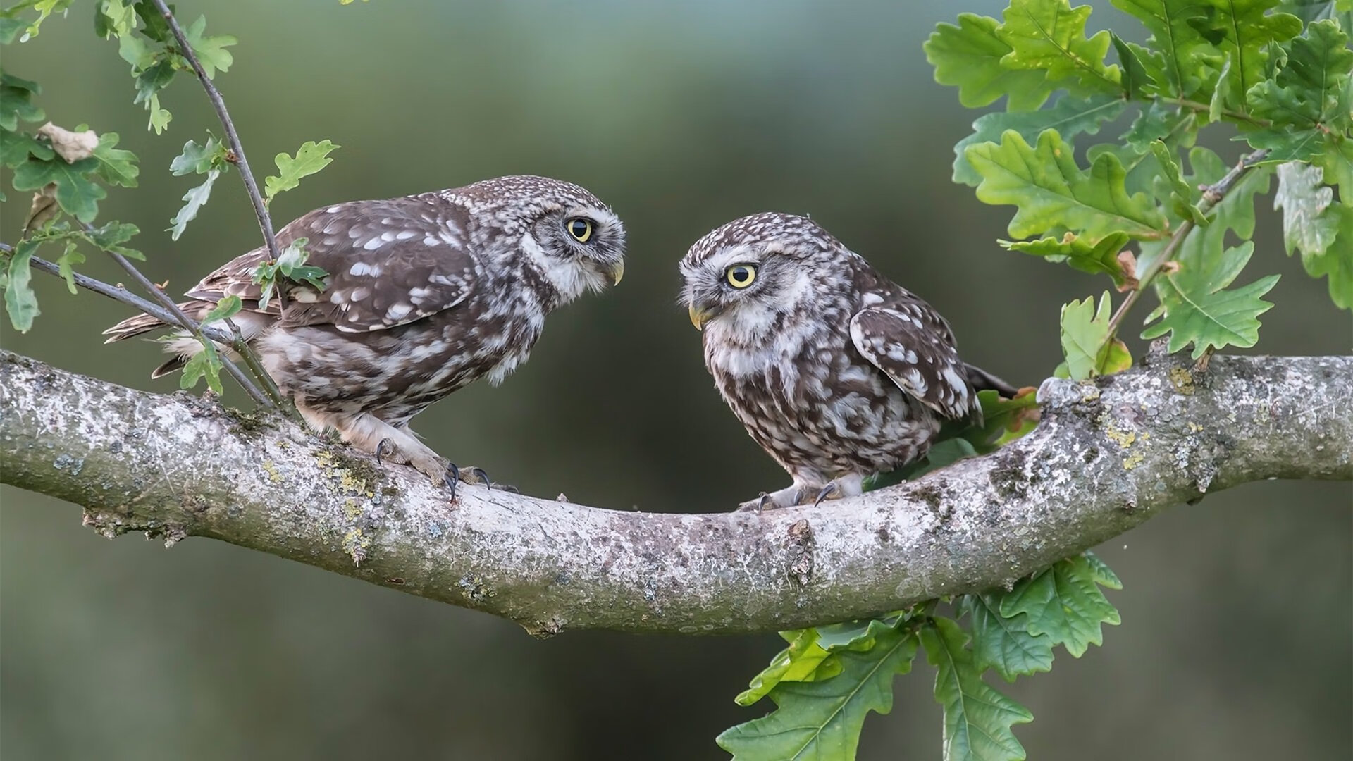 当本泽马戴上队长袖标，日本绝杀巴黎的传奇之夜