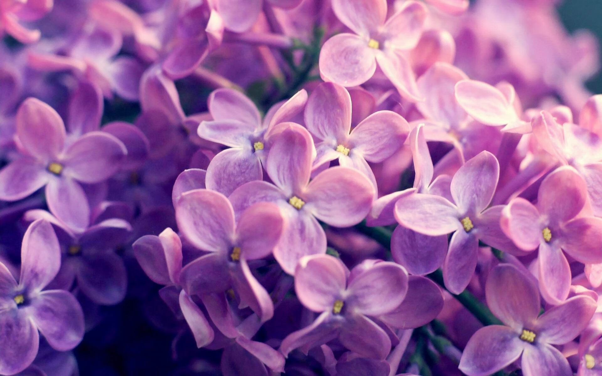 F1激战,哈斯硬撼红牛霸权,诺里斯星光破晓夺目