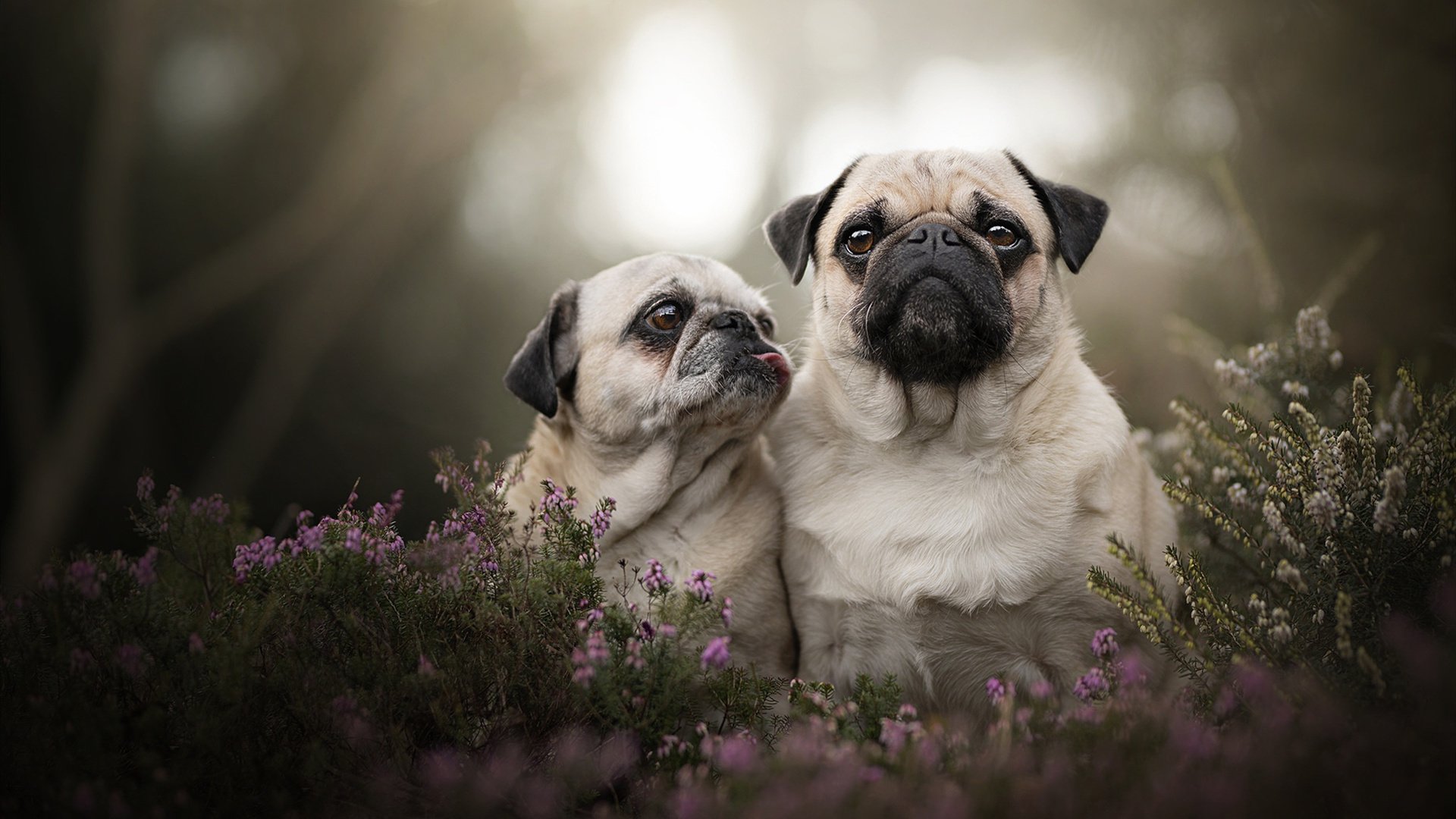 当库里时刻在撕裂之城降临，开拓者如何用勇士的钥匙锁死快船