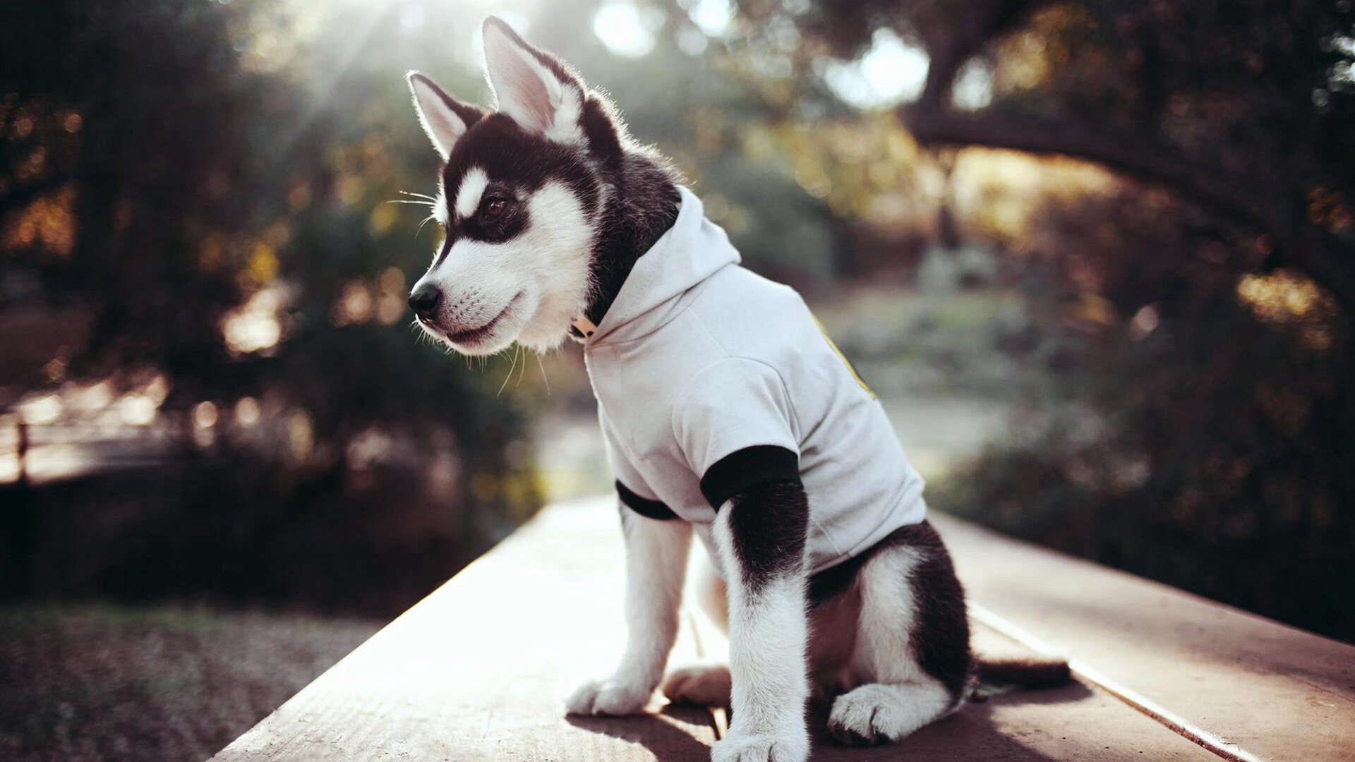 从北境到巅峰,森林狼爆冷掀翻灰熊,闯进NBA总决赛