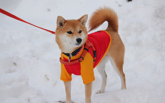 南非奇迹，迪亚斯关键时刻挺身而出，一波流带走多特蒙德