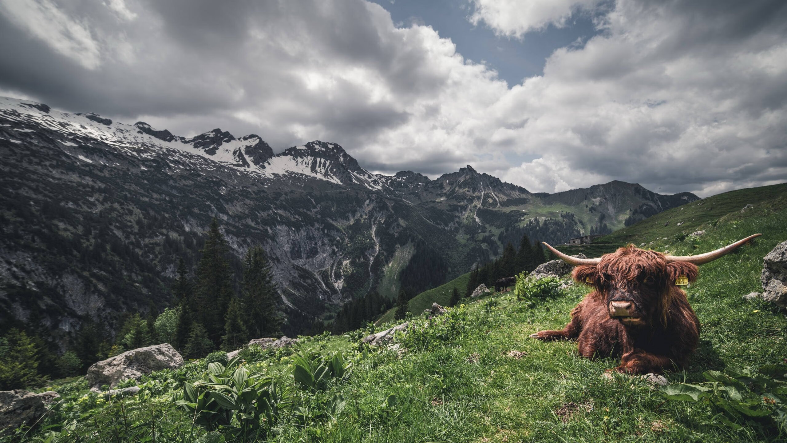 寻找拉亚，那个点燃季后赛之夜的隐身星火