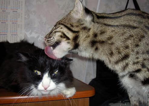 破壁之战,当奥斯梅恩在惠灵顿点燃切尔西的南半球星火