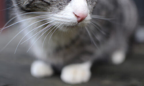 绝杀时刻，布雷默的一脚，如何让喀麦隆足球再度闪耀欧洲