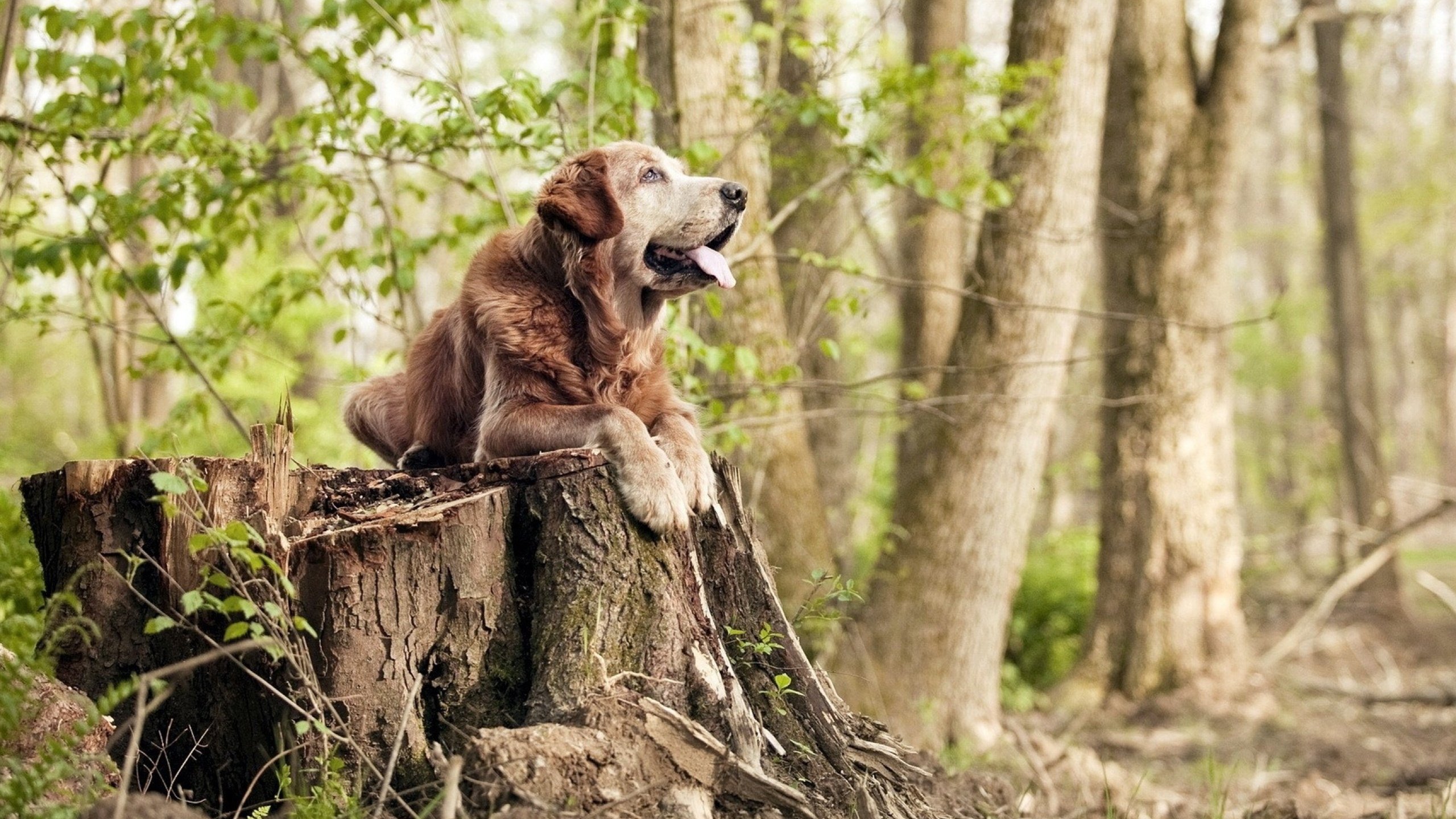 唯一性对决,当山西汾酒遇见波士顿绿军,恩比德跨越次元的统治力