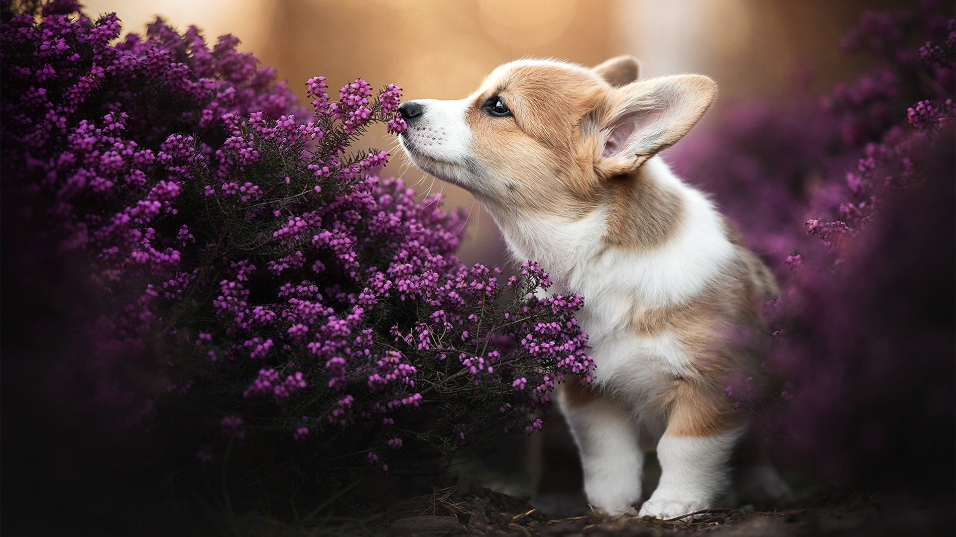 双星耀东西,当德里赫特封神之夜照亮亚洲宿命对决