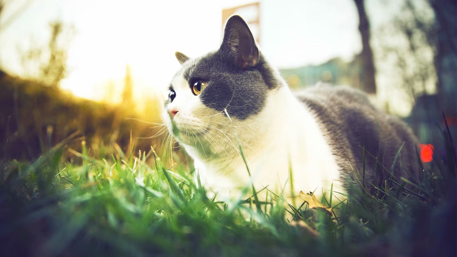 足球新纪元，从奥克兰的哨声到莱奥的封神之路