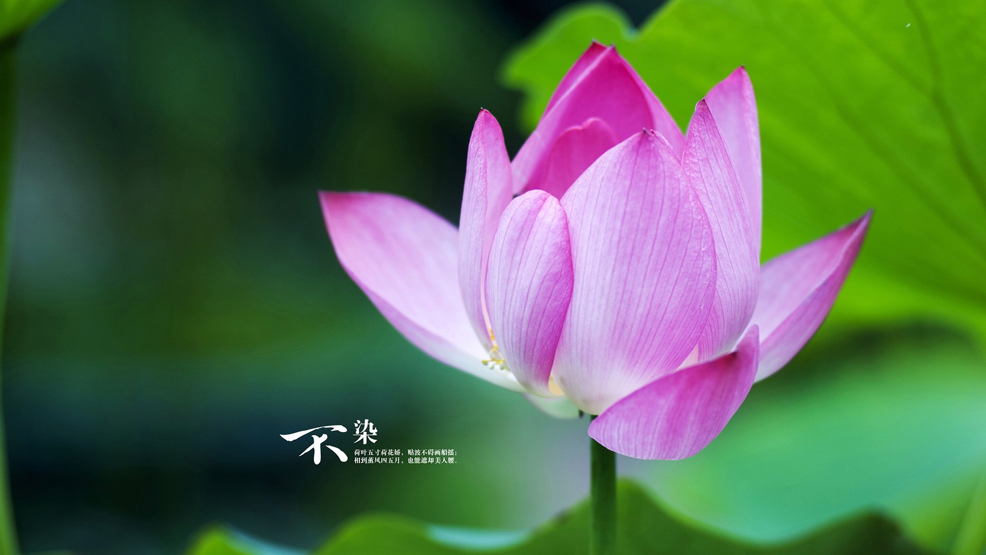 黑暗中的35分狂胜,新疆如何在这场生死战中撕破辽宁的防线