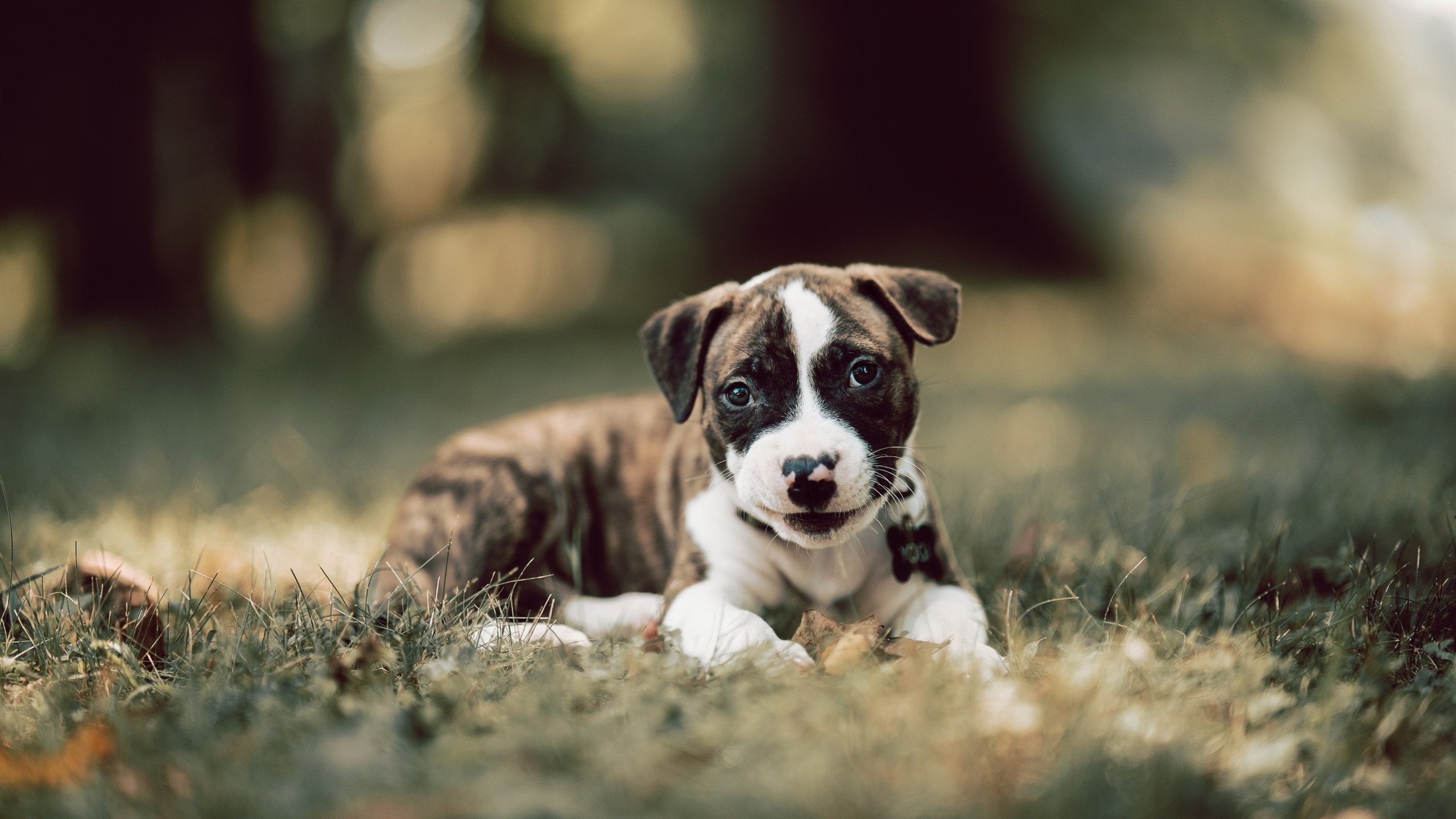 北欧交响曲与高加索闪电,当丹麦节奏扼住韩国咽喉,关键先生克瓦拉茨赫利亚点燃格鲁吉亚