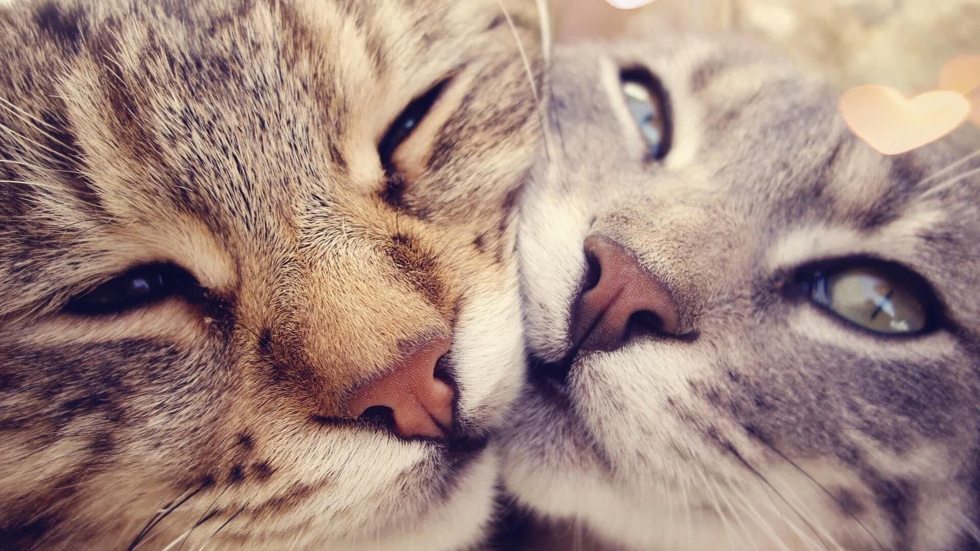 命运交叉点,2026世界杯H组,美国逆转伊朗,京多安那记刺穿历史的致命一击